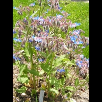 Borago officinalis (2)